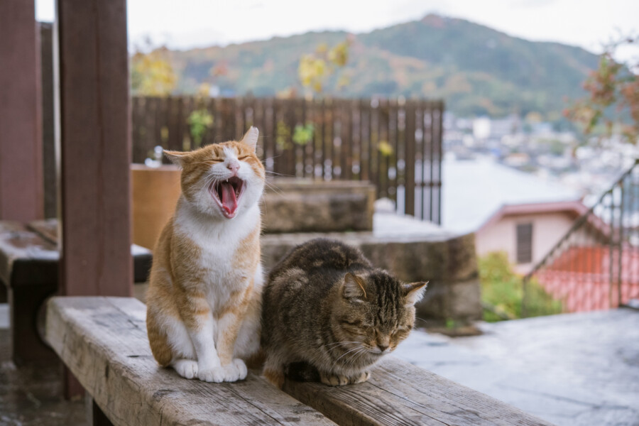 地域猫