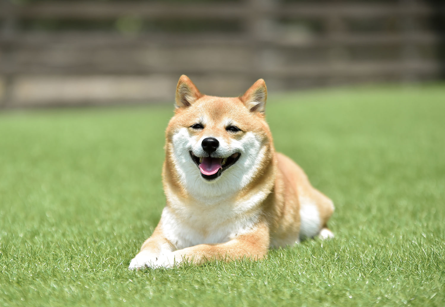 芝生の上にいる柴犬の元写真