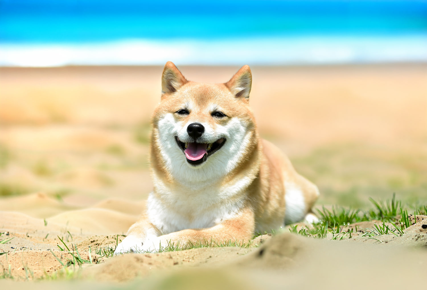 生成塗りつぶしで柴犬の背景を砂浜に変更した作例