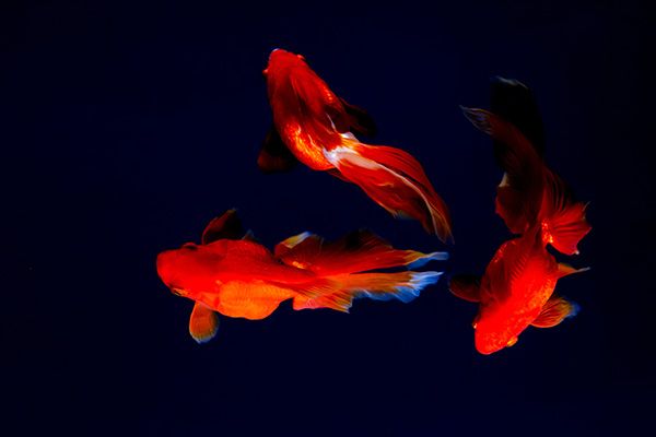 作例「伝播」の素材写真A