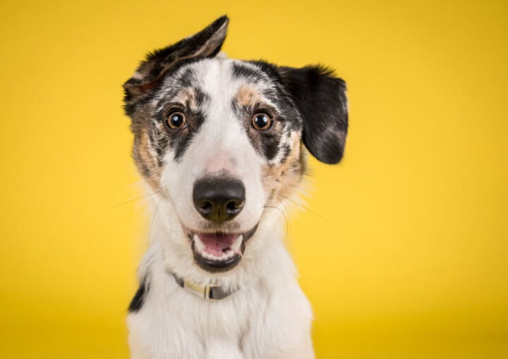 黄色いデザインの心理効果