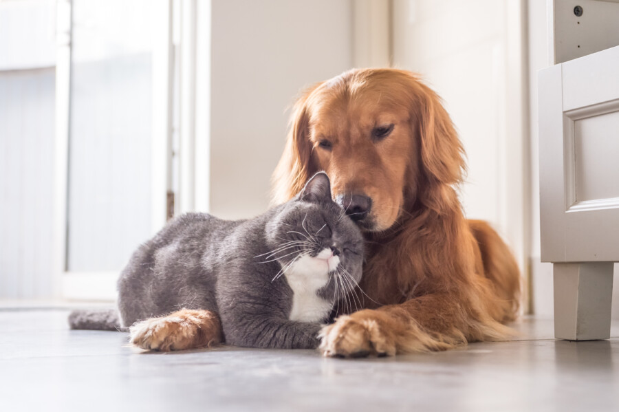 犬や猫をモチーフにしたロゴデザインについて