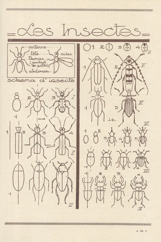甲虫の描き方