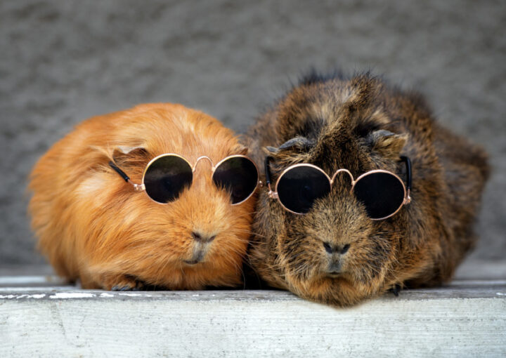 ちょっとブラックな表現が心に残る広告デザインについて