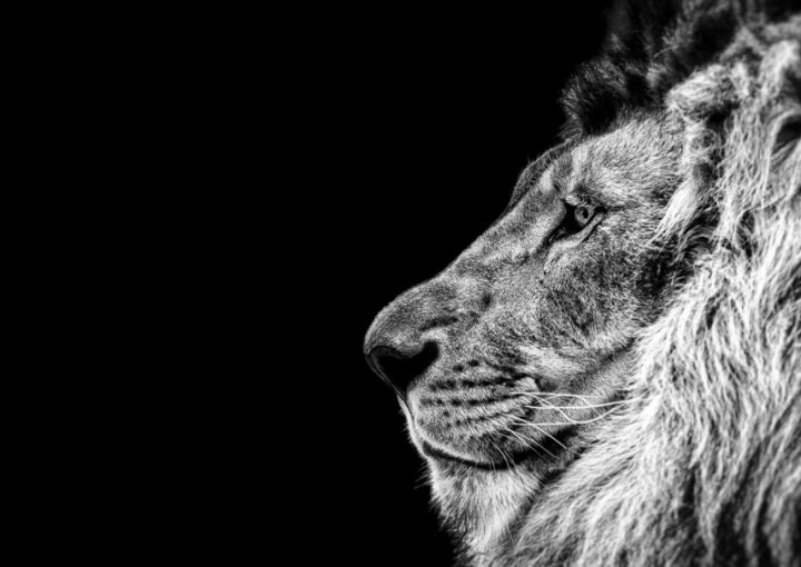 プジョーの新しいロゴデザインについて