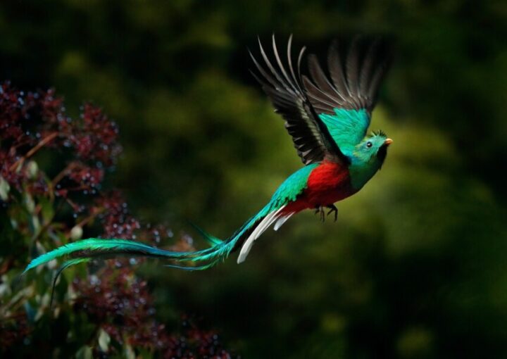 鳥がモチーフのポスターについて