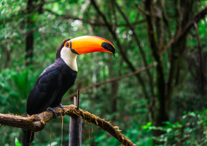 可愛くて愛される動物モチーフ