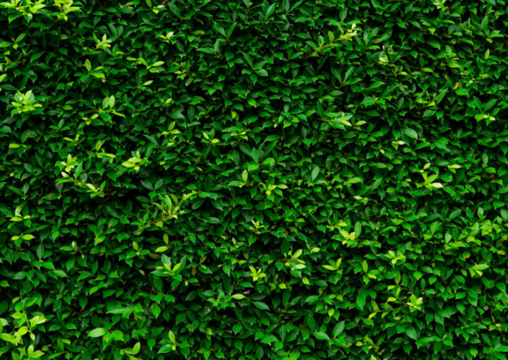 エバーグリーンコンテンツとは