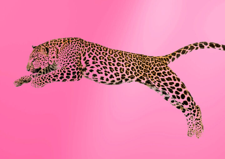 jaguar