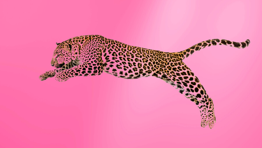 jaguar