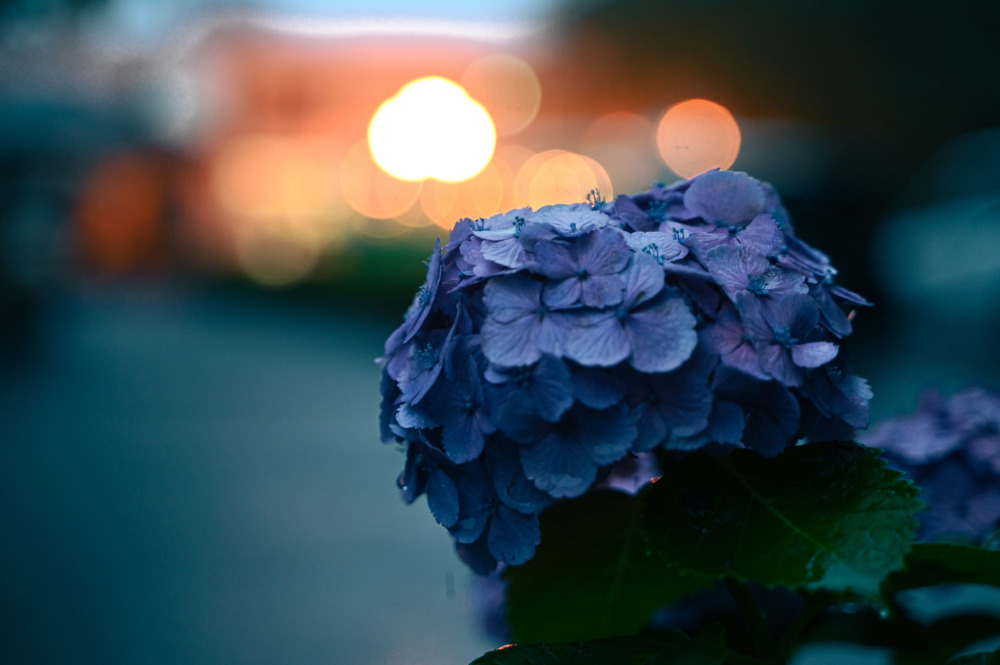 夕暮れと紫陽花