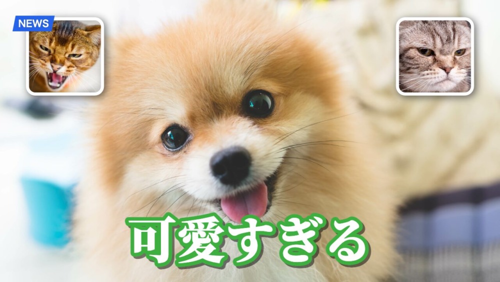 バラエティ番組風
