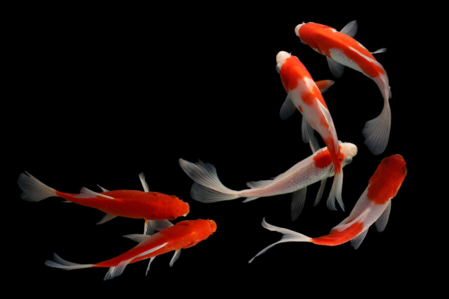 Koi fish