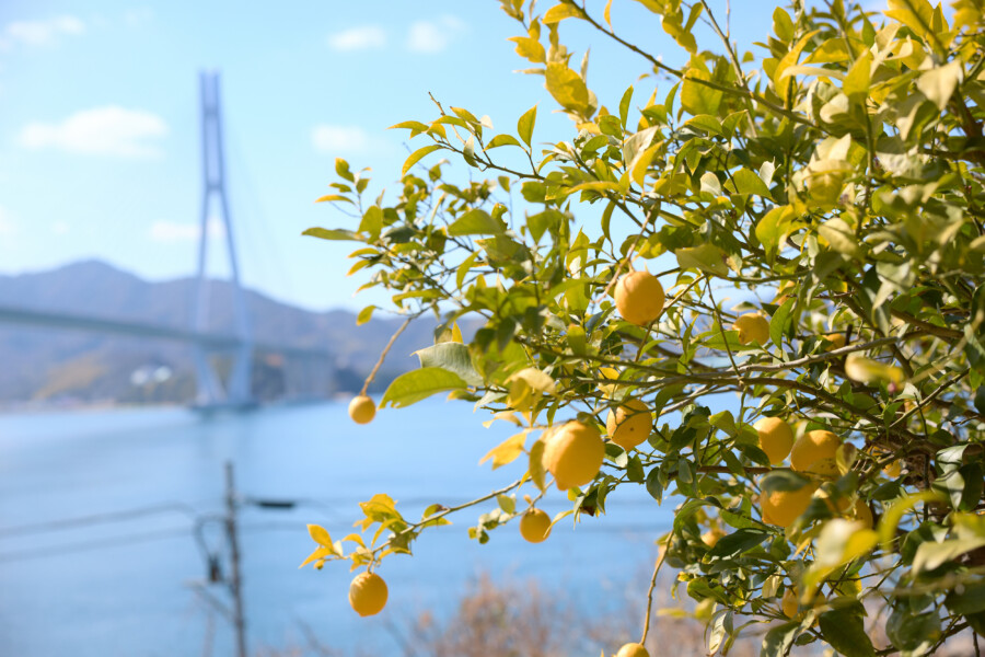 yellow lemons and imagery of the Seto Inland Sea